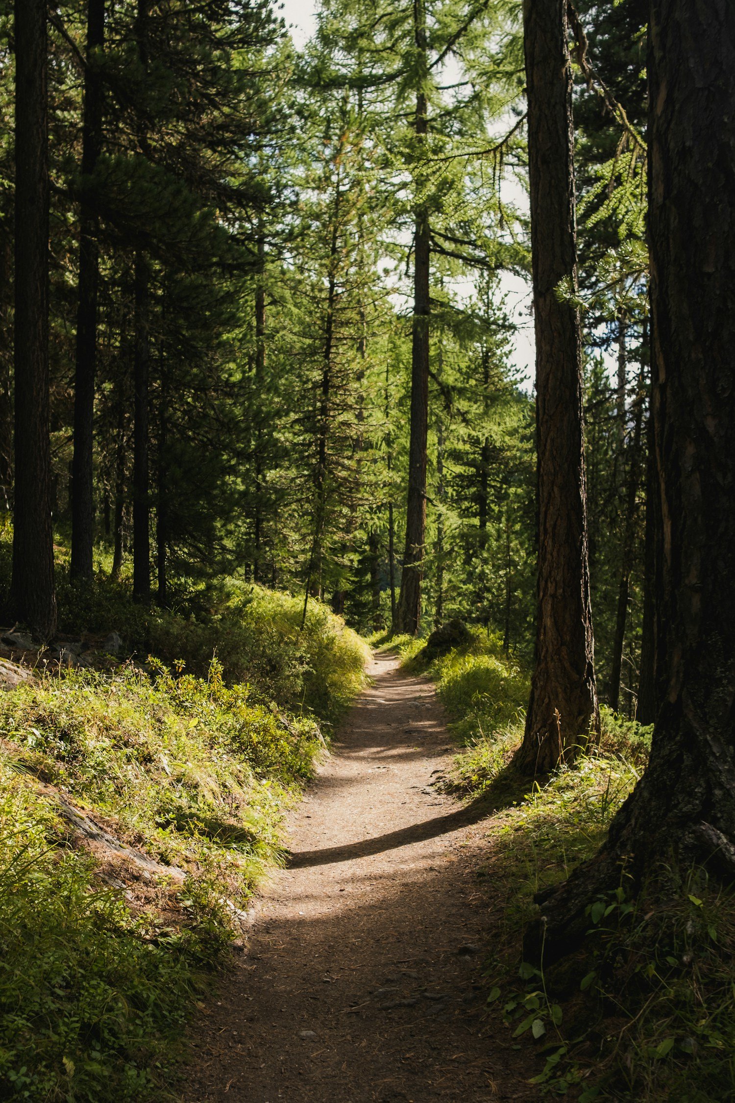 A sunlit path through a forest